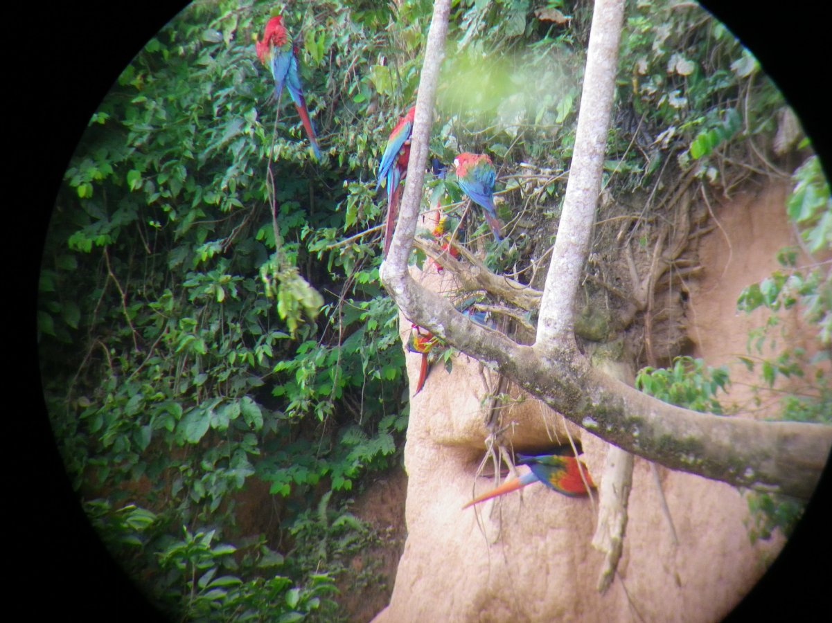 Macaw watching27